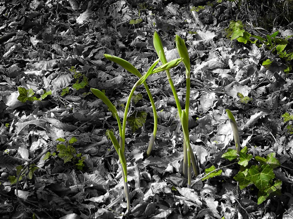 Lilien