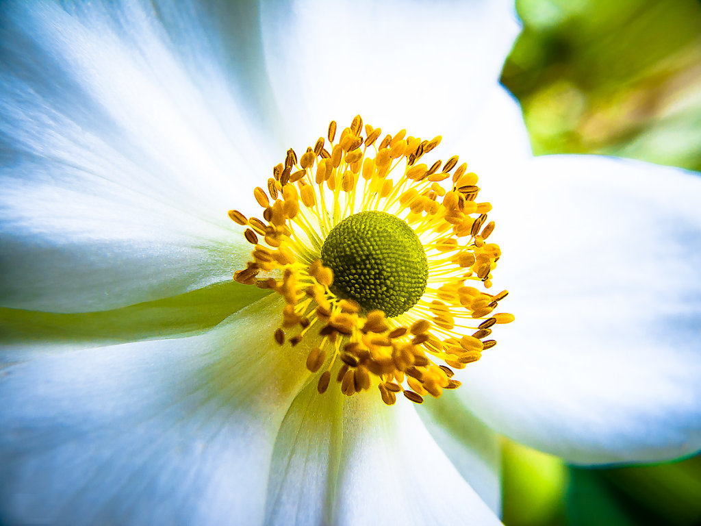 Florales