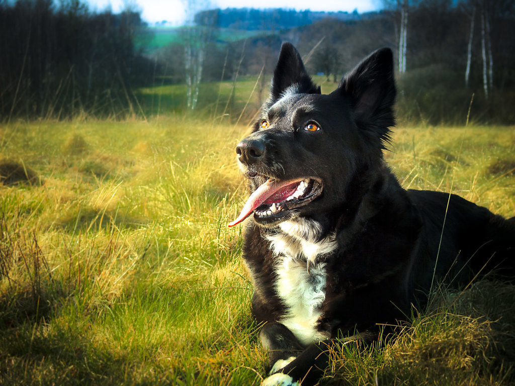 Lissie Portrait