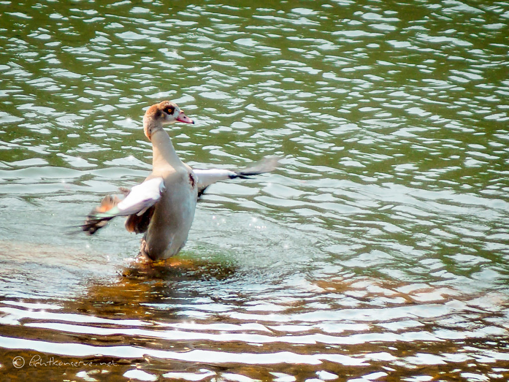 Nilgans beim Bad