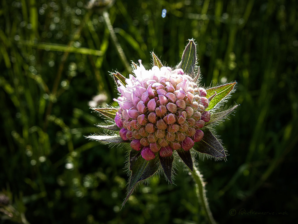 P1170744.jpg