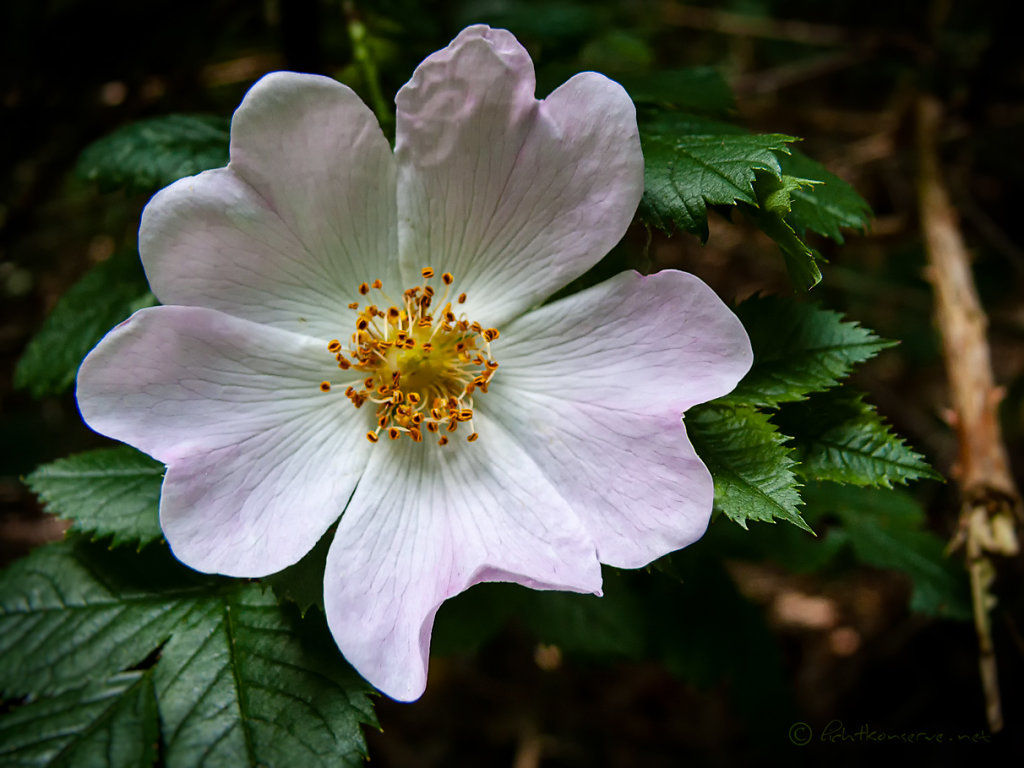 Heckenrose