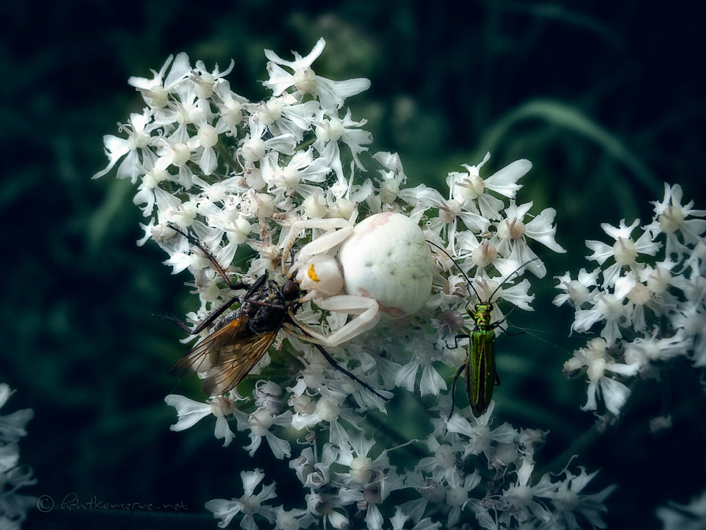 Krabbenspinne mit Beute und dem nächsten Anwärter..