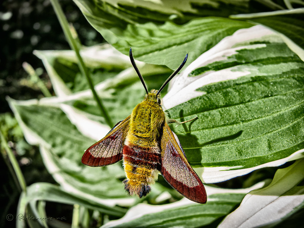 Insekten