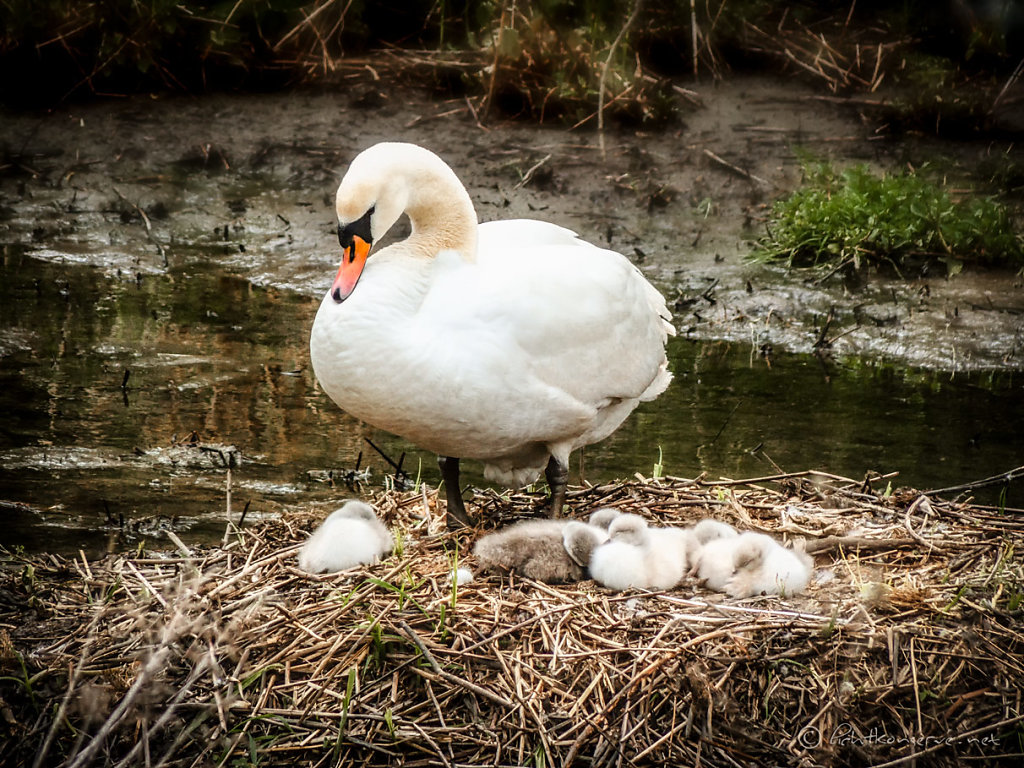 wieder im Nest