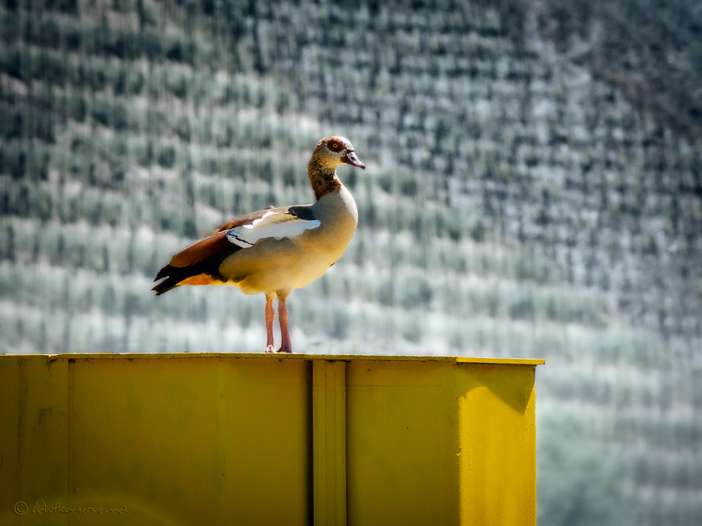 Nilgans