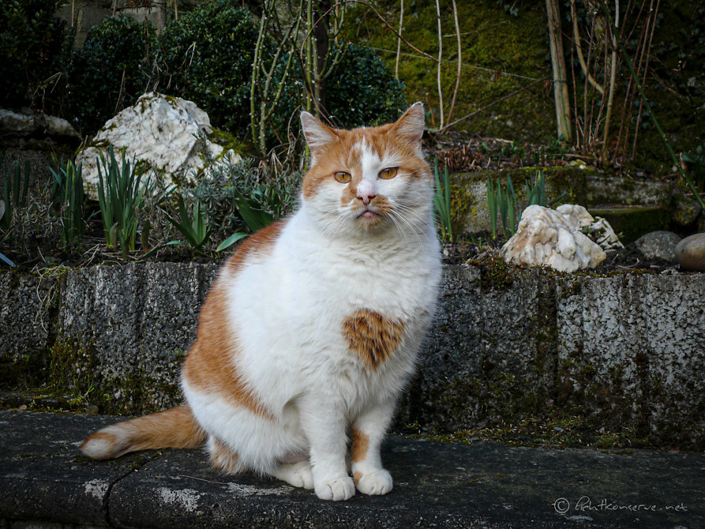 Katzen